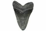 Fossil Megalodon Tooth - South Carolina #362479-1